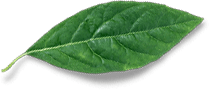virgo-moving-leaf