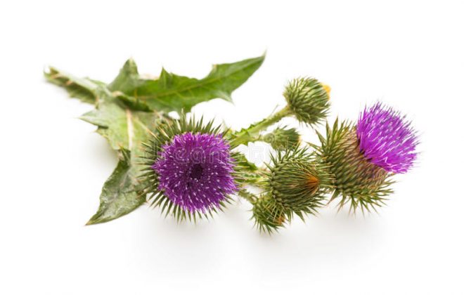 Milk Thistle flower