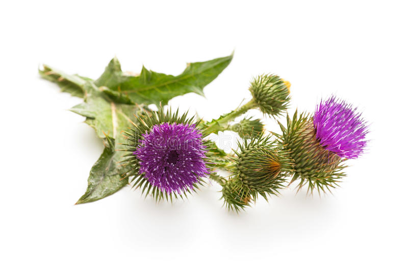 Milk Thistle flower